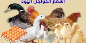أسعار الفراخ البيضاء الآن.. بورصة الدواجن اليوم السبت 20-4-2024 - مصر النهاردة