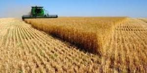 ارتفاع معدلات توريد القمح لـ 10.3 آلاف طن بالوادي الجديد - مصر النهاردة