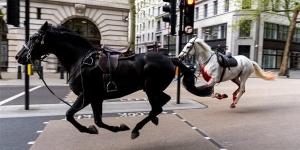 خيول طليقة تركض بالشوارع تثير الذعر في لندن، ما القصة؟ - مصر النهاردة