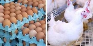 ارتفاع أسعار الدواجن وانخفاض البيض بالأسواق اليوم الخميس - مصر النهاردة