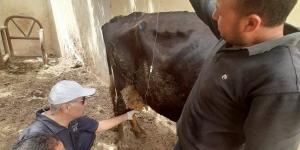 علاج وفحص 6 آلاف رأس ماشية مجانا في المنيا - مصر النهاردة