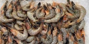أسعار الأسماك اليوم، 640 جنيهًا أعلى سعر لكيلو الجمبري في سوق العبور - مصر النهاردة