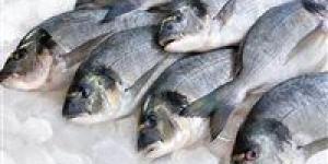 أسعار الأسماك اليوم السبت 27 أبريل 2024 في الأسواق - مصر النهاردة