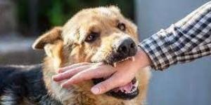 كيف تعرف إذا كان حيوانك الأليف مصاب بداء الكلب؟ وطرق الوقاية منه - مصر النهاردة