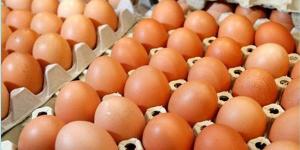 "منتجي الدواجن" يكشف موعد انخفاض أسعار البيض (فيديو) - مصر النهاردة