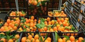 أسعار الفاكهة اليوم، الجوافة ترتفع 7 جنيهات في سوق العبور - مصر النهاردة