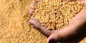 قنا تحتضن ثورة زراعية ذكية تُضاعف إنتاجية القمح وتُؤسس لمستقبل واعد - مصر النهاردة