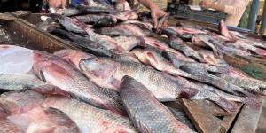 أسعار الأسماك اليوم، البلطي يبدأ من 30 جنيهًا بسوق العبور - مصر النهاردة