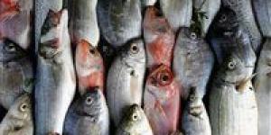 هل ستشهد أسواق الأسماك ارتفاعا مجددا في الأسعار.. باعة السويس يجيبون - مصر النهاردة
