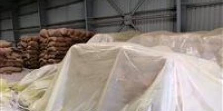 توريد 35 ألف طن من محصول القمح بالشون والصوامع الحكومية بمراكز المنيا - مصر النهاردة