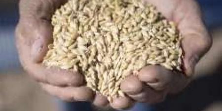 أسعار الأرز الشعير اليوم الأحد 28-4-2024 للمستهلك بالأسواق - مصر النهاردة