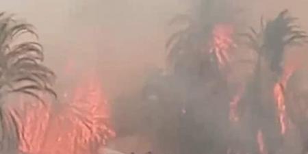 حريق هائل يلتهم 30 نخلة في الأقصر بسبب ارتفاع درجات الحرارة - مصر النهاردة