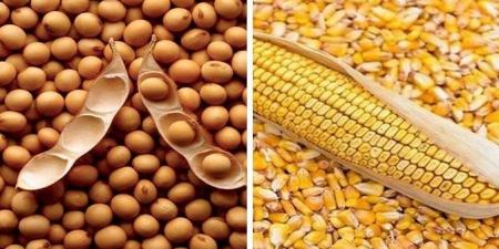 أسعار الأعلاف والحبوب، طن الذرة البيضاء يرتفع 2077 جنيهًا بالأسواق - مصر النهاردة