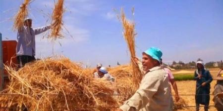 “وآتوا حقه يوم حصاده”.. ما تريد معرفته عن أحكام زكاة القمح (إنفوجراف) - مصر النهاردة