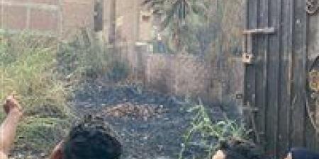 السيطرة على حريق التهم أشجارًا في أرض فضاء بالأقصر | صور - مصر النهاردة