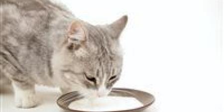 علماء أمريكيون: نفوق قطط بسبب شرب الحليب من أبقار مصابة بإنفلونزا الطيور - مصر النهاردة