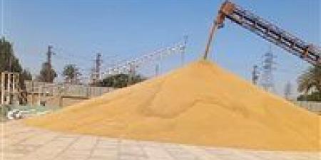 وزير التموين: جاهزون لاستلام أكبر كميات ممكنة من القمح.. ومستوى التوريد أعلى من العام الماضي - مصر النهاردة