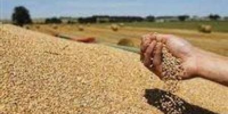 6.3 مليون طن.. صادرات أوكرانيا من الحبوب ترتفع في أبريل - مصر النهاردة