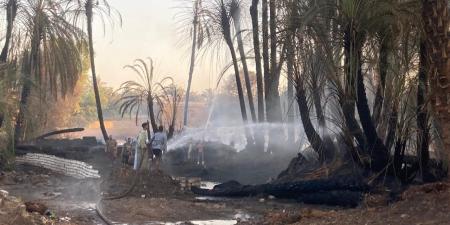 السيطرة على حريق اندلع ببعض أشجار النخيل في أسوان (صور) - مصر النهاردة