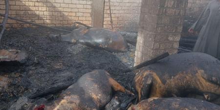 حريق يلتهم 6 رؤوس ماشية وفدان قمح بأسيوط | صور - مصر النهاردة