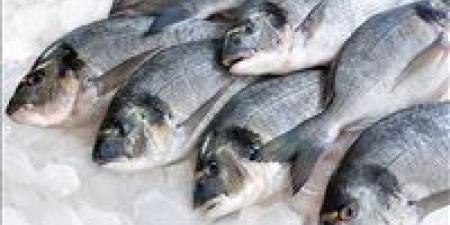 أسعار السمك اليوم الجمعة 3 مايو 2024 في الأسواق - مصر النهاردة