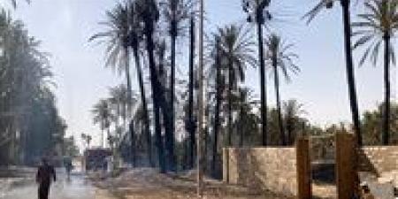 محافظ أسوان يتابع جهود السيطرة على حريق اندلع ببعض أشجار النخيل بقرية الصعايدة بكلح الجبل - مصر النهاردة