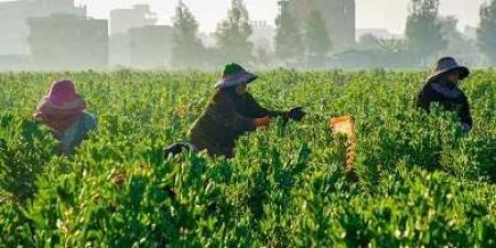 الفاو ترحب بقرار الأمم المتحدة إعلان 2026 سنة دولية للمزارعات - مصر النهاردة