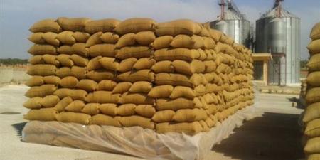 توريد 102 ألف طن من القمح حتى الآن لموسم الحصاد الحالي في أسوان - مصر النهاردة