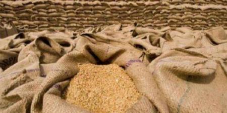 الفاو تخفض توقعاتها لإنتاج القمح في 2024 - مصر النهاردة
