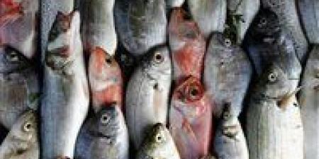 هل ستشهد أسواق الأسماك ارتفاعا مجددا في الأسعار.. باعة السويس يجيبون - مصر النهاردة