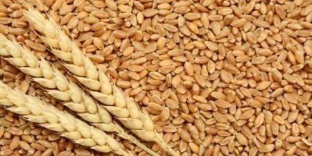 مفاجأة بشأن أسعار القمح والدقيق والمكرونة اليوم في الأسواق - مصر النهاردة