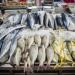 أسعار الأسماك اليوم، البوري يبدأ من 90 جنيهًا في سوق العبور - مصر النهاردة