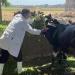 تحصين 434 ألف رأس ماشية ضد مرضى الحمى القلاعية والوادي المتصدع بالشرقية - مصر النهاردة