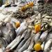 الغرفة التجارية: أسعار الأسماك انخفضت 70% بعد المقاطعة في بور سعيد - مصر النهاردة
