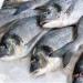 أسعار الأسماك اليوم السبت 27 أبريل 2024 في الأسواق - مصر النهاردة