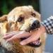 كيف تعرف إذا كان حيوانك الأليف مصاب بداء الكلب؟ وطرق الوقاية منه - مصر النهاردة