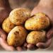 عاجل.. الحكومة تصدر قرارًا هامًا بشأن محصول البطاطس - مصر النهاردة