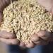 أسعار الأرز الشعير اليوم الأحد 28-4-2024 للمستهلك بالأسواق - مصر النهاردة