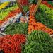 أسعار الخضراوات اليوم، انخفاض البطاطس والليمون وارتفاع الطماطم بسوق العبور - مصر النهاردة