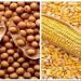 أسعار الأعلاف والحبوب، طن الذرة البيضاء يرتفع 2077 جنيهًا بالأسواق - مصر النهاردة