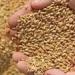 ارتفاع احتياطي مصر من القمح إلى 6 أشهر - مصر النهاردة