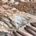 أسعار الأسماك اليوم الأربعاء 1 مايو في سوق العبور - مصر النهاردة