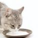 علماء أمريكيون: نفوق قطط بسبب شرب الحليب من أبقار مصابة بإنفلونزا الطيور - مصر النهاردة
