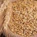 عاجل.. مفاجأة بشأن سعر طن الأرز الشعير اليوم في الأسواق | تفاصيل هامة - مصر النهاردة