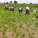 وكيل معهد بحوث المحاصيل الحقلية: الأرز المصري الأعلى إنتاجية وجودة عالميا (فيديو) - مصر النهاردة