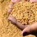قنا تحتضن ثورة زراعية ذكية تُضاعف إنتاجية القمح وتُؤسس لمستقبل واعد - مصر النهاردة