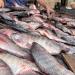 أسعار الأسماك اليوم، البلطي يبدأ من 30 جنيهًا بسوق العبور - مصر النهاردة