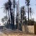 محافظ أسوان يتابع جهود السيطرة على حريق اندلع ببعض أشجار النخيل بقرية الصعايدة بكلح الجبل - مصر النهاردة