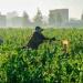الفاو ترحب بقرار الأمم المتحدة إعلان 2026 سنة دولية للمزارعات - مصر النهاردة