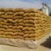 توريد 102 ألف طن من القمح حتى الآن لموسم الحصاد الحالي في أسوان - مصر النهاردة